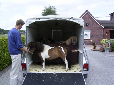 Unsere Ponys Auf Schau